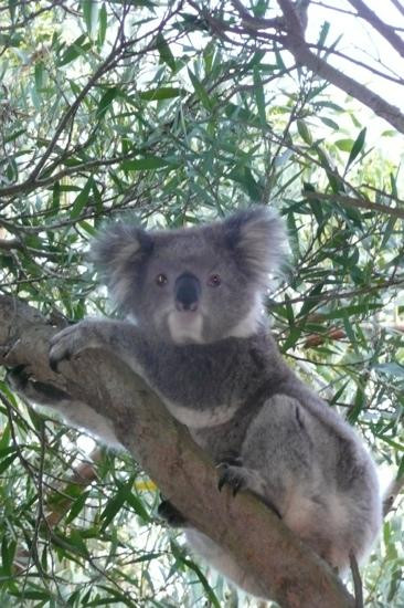 坎尼特河沿岸考拉步行道-坎尼特河必去景点
