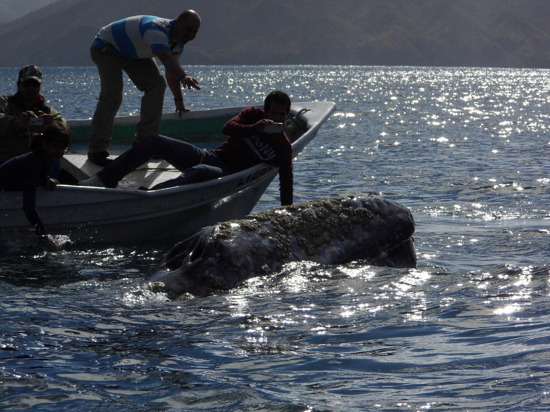 Magdalena Bay Whales-Puerto San Carlos必去景点