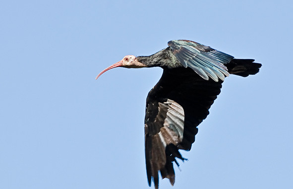 Parc Nacional de Souss-Massa-Takate必去景点