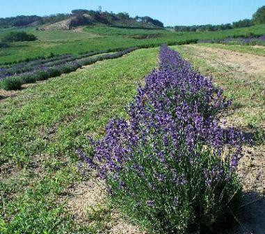 Loess Hills Lavender Farm-Missouri Valley必去景点