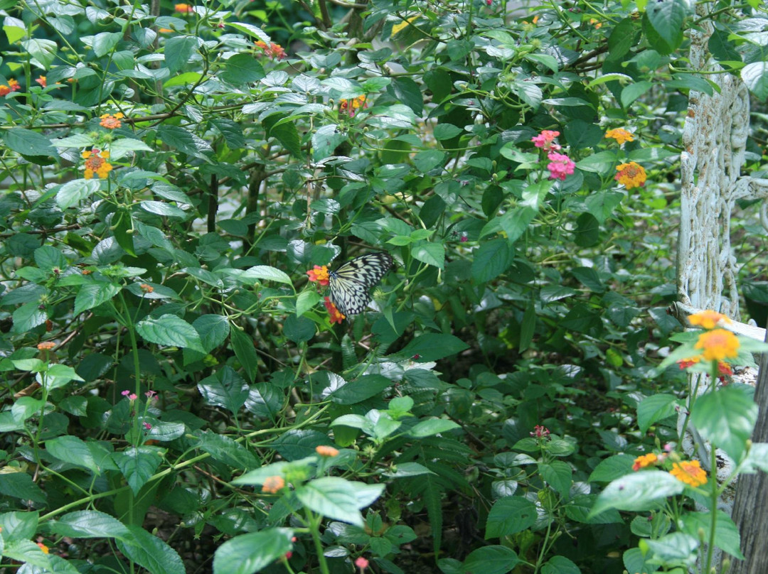 Paru Parong Bukid Nature Conservation Center景点图片