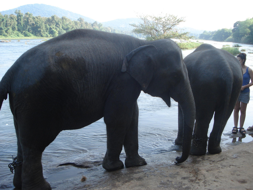 Kodanand Elephant Training Centre-Kodanad必去景点