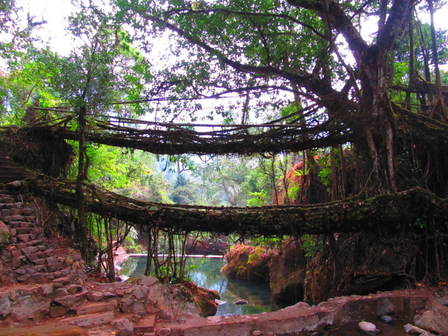 Double Decker Living Root Bridge景点图片
