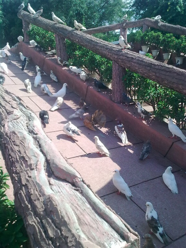 海南热带飞禽世界-定安县必去景点