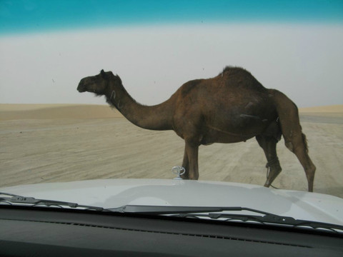Desert Safari / Arabian Adventures Qatar-多哈必去景点