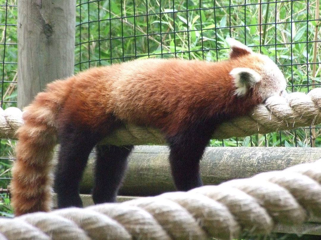 Trevor-Lovejoy Zoo-Millbrook必去景点