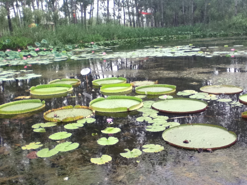 微山湖湿地红荷旅游风景区-滕州市必去景点