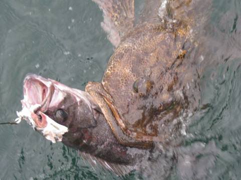 Crackerjack Sportfishing Charters-苏厄德必去景点