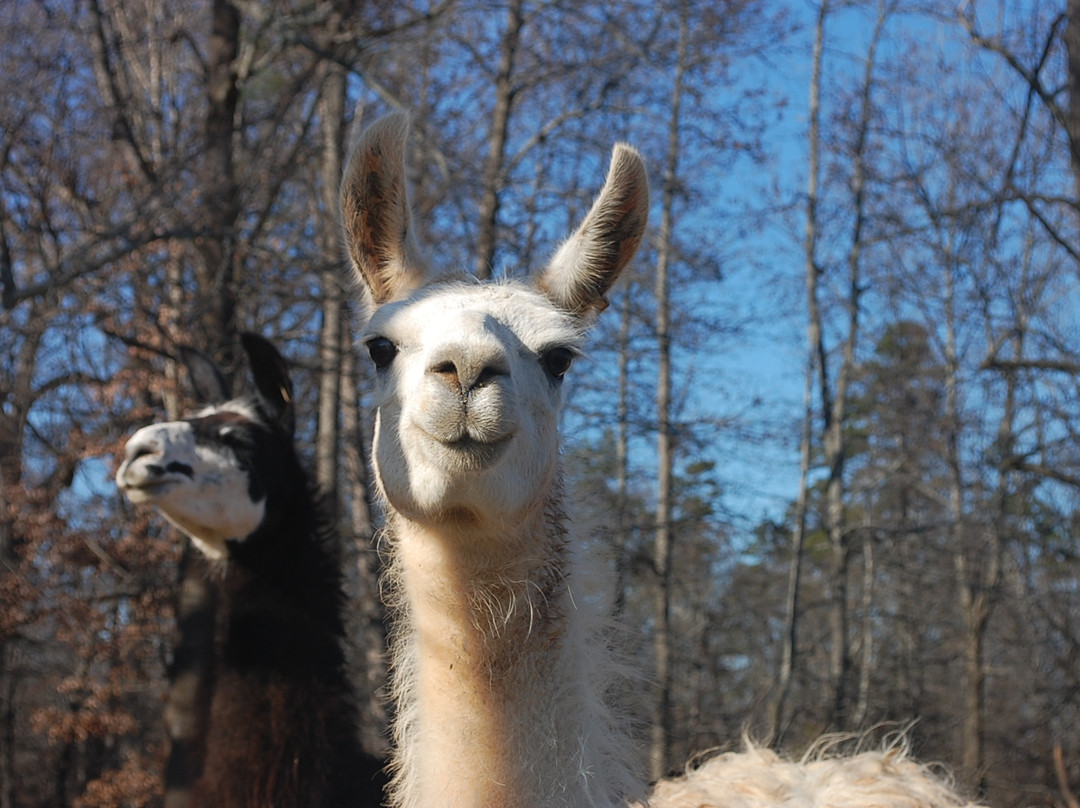 The Lazy 5 Ranch-穆尔斯维尔必去景点