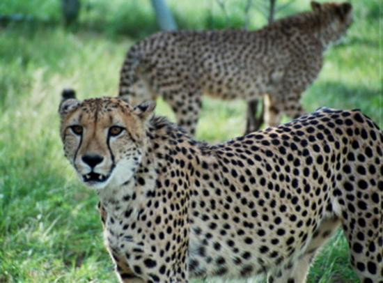 Cheetah Conservation Fund-奥奇瓦龙戈必去景点