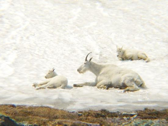 Logan Pass-冰河国家公园必去景点
