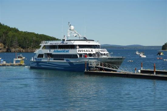 Bar Harbor Whale Watch Co.-巴港必去景点