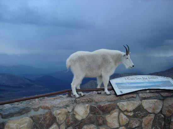 埃文斯山-科罗拉多必去景点