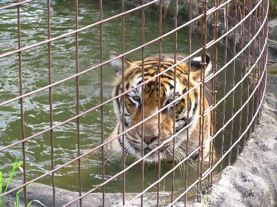 Big Cat Rescue-坦帕必去景点