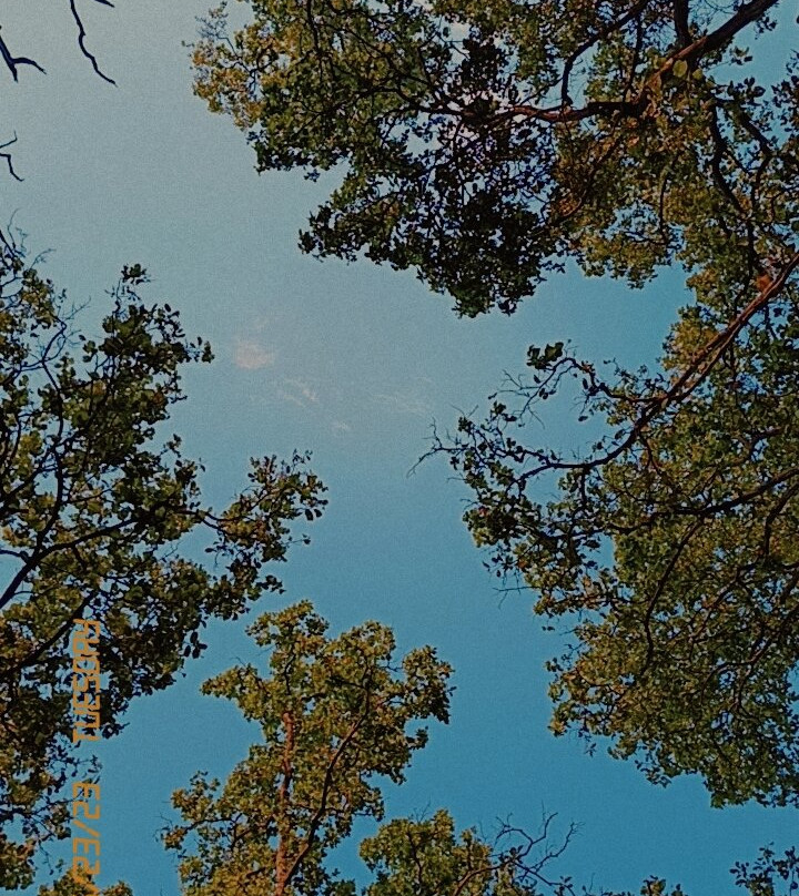 Singinawa Jungle Lodge主图