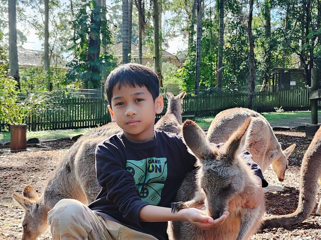Koala Park Sanctuary景点图片