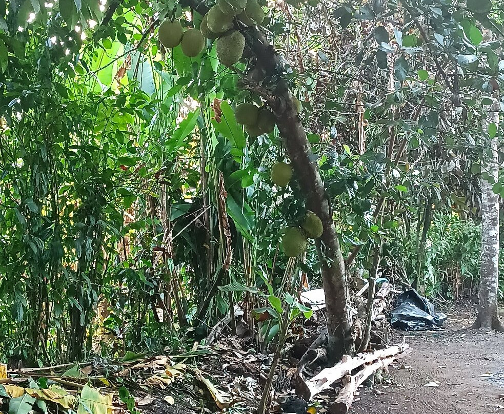 Jardín Botánico Maranta景点图片