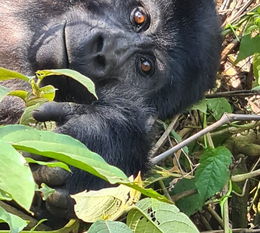 KIBOKO AFRICA SAFARIS-恩德培必去景点