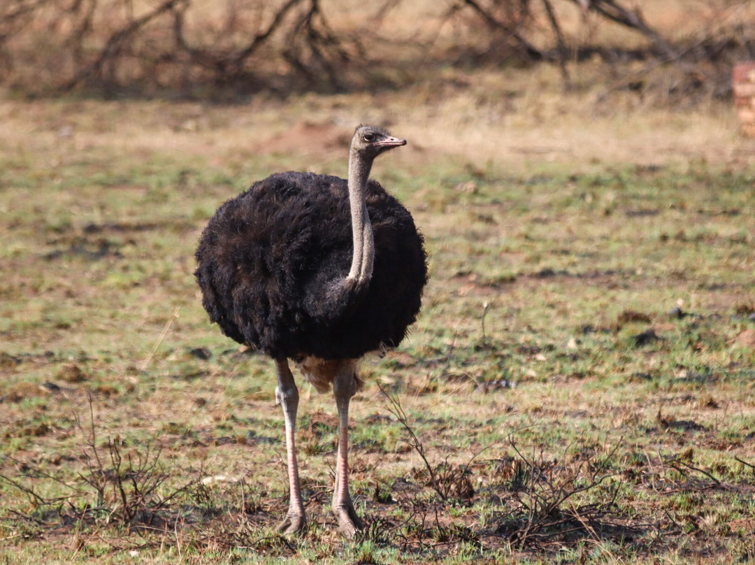 Ezemvelo Nature Reserve主图