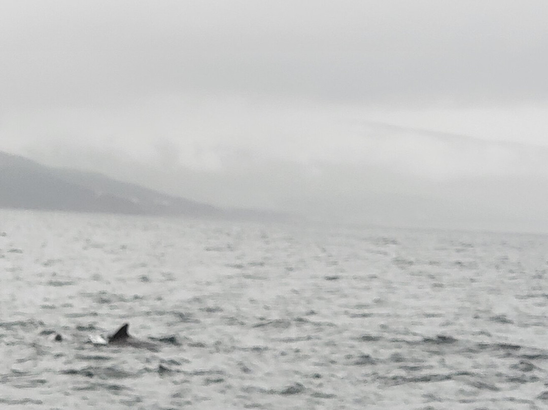 Cabot Trail Guaranteed Whales Adventures景点图片