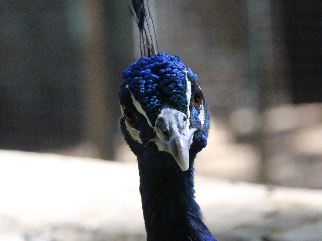 Parque Zoológico De Lagos景点图片