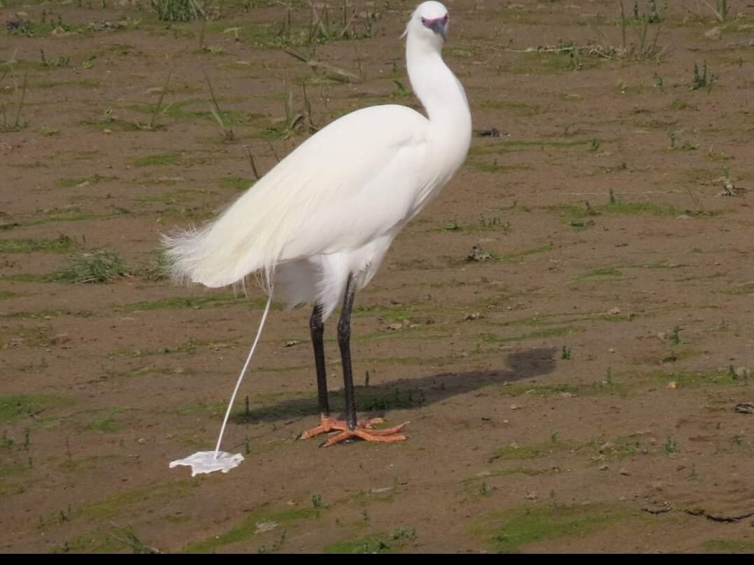 Ynys Hir Wildlife Reserve景点图片