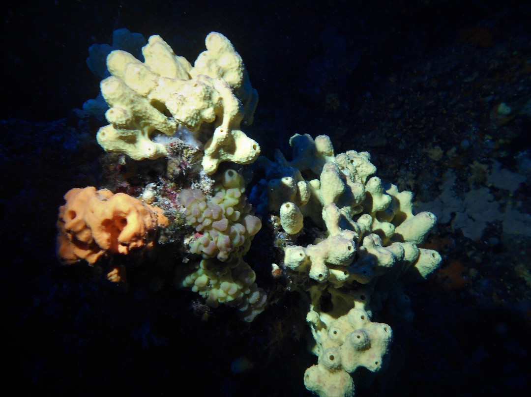Diving In Elba Portoferraio景点图片