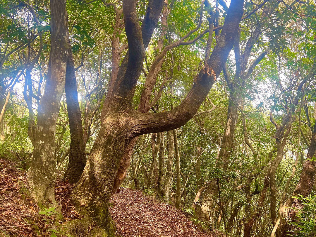 Nagarkot Buddha Peace Park Hiking Trail-纳加阔特必去景点