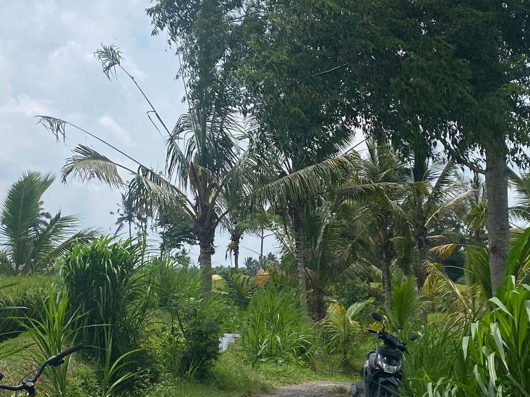 Bali Fun Bike Adventure景点图片