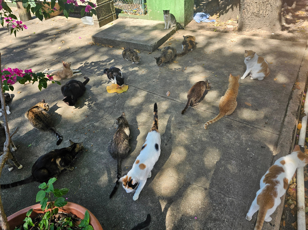 Save A Gato-圣胡安必去景点