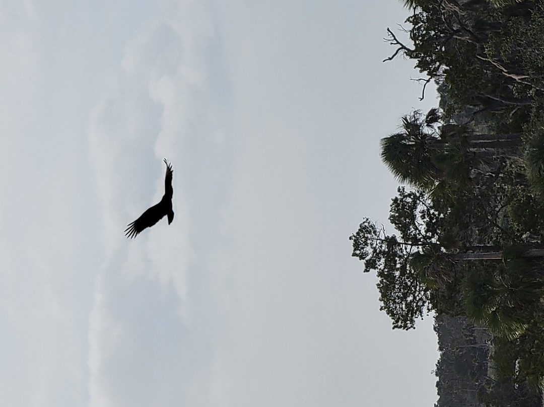 Crystal River Archaeological State Park-克里斯特尔里弗必去景点