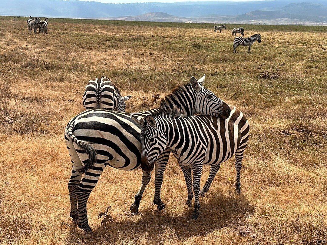 Exotic Wilderness-Seronera必去景点