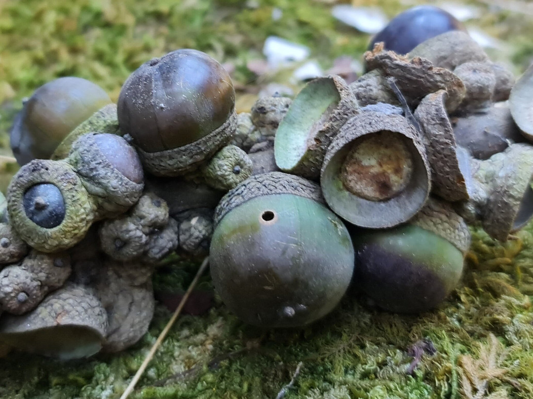 Langtang Valley-Langtang National Park必去景点
