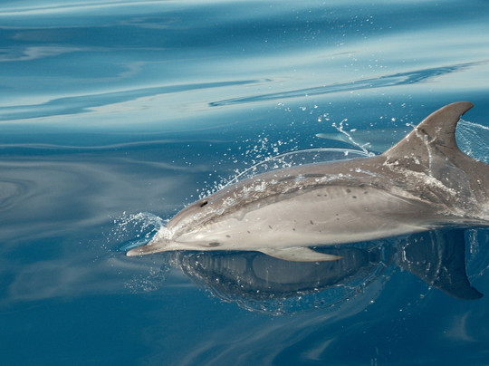 Bonadea Ii Eco Whale Watching-特内里费岛必去景点