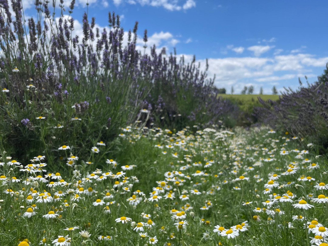 Waihi Lavender Farm景点图片