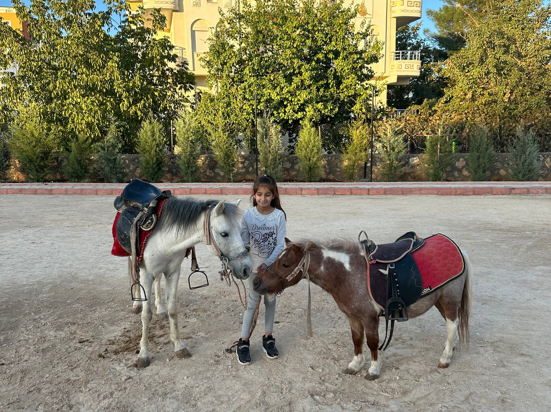 Ömerli bahcamaiate midyat at ciftligi