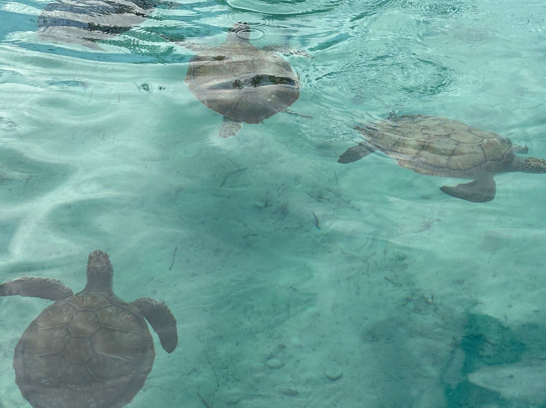Brendal's Dive Center-Green Turtle Cay必去景点