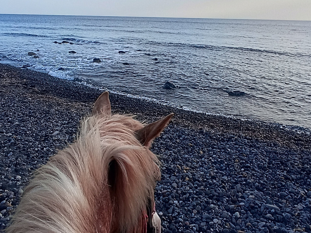Santorini Horse Riding景点图片