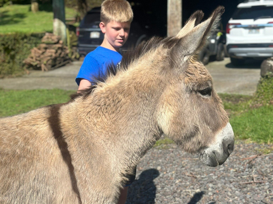 Volcano Acres Ranch Bed & Breakfast主图