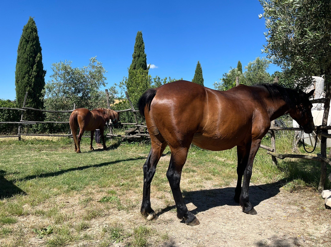 Centro Equestre Samarcanda-沃尔泰拉必去景点