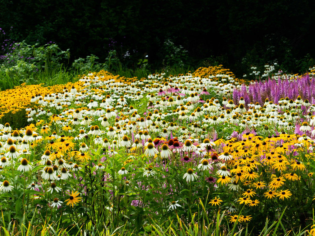 Parc Marie Victorin -  Le Musée-jardin景点图片