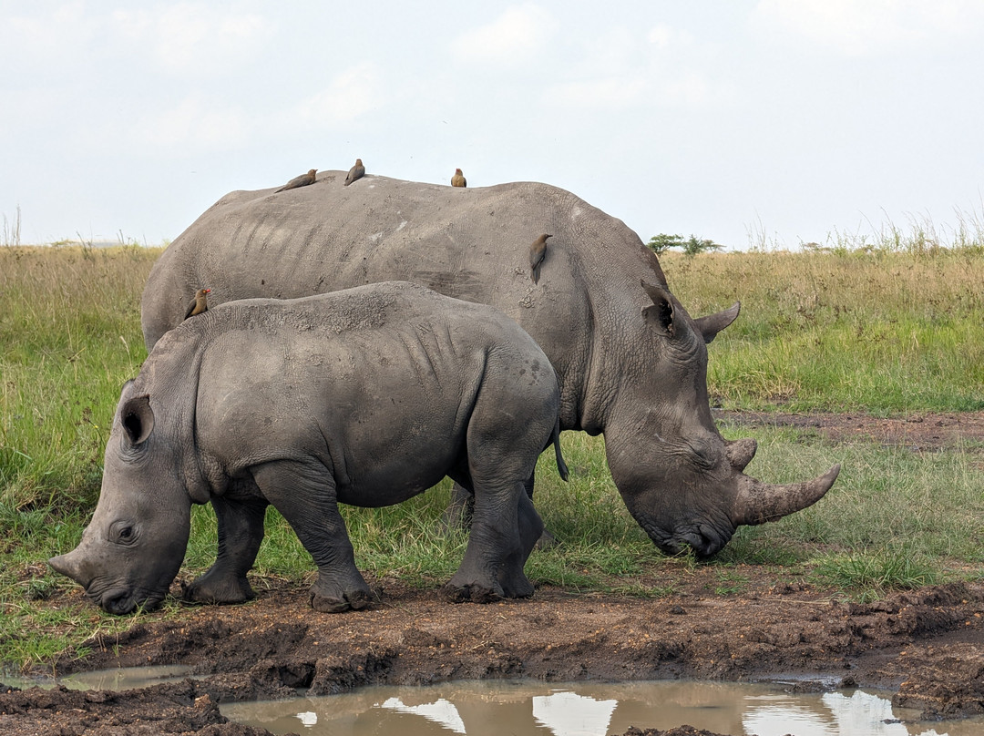 Join African  Savanah-Karen必去景点