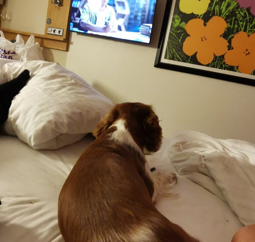 贝斯特韦斯特哈兰酒店主图