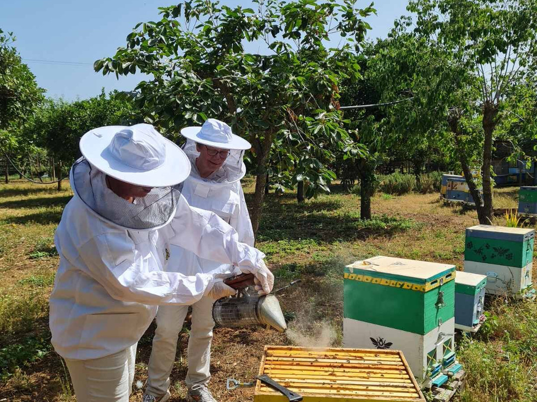 Beekeeping Experience-Kyparissia必去景点
