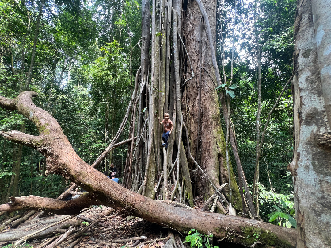 Sumatra Orangutan Tropical Tours-武吉拉旺必去景点