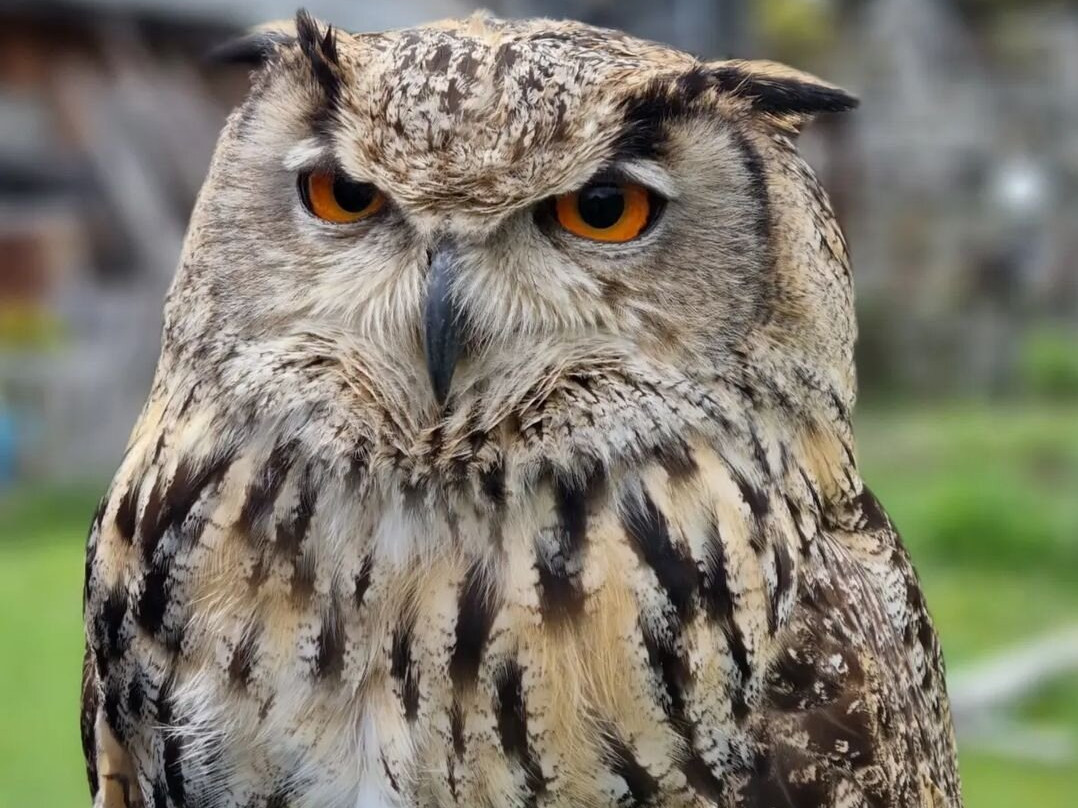 Centro di Falconeria Messaggeri Alati景点图片