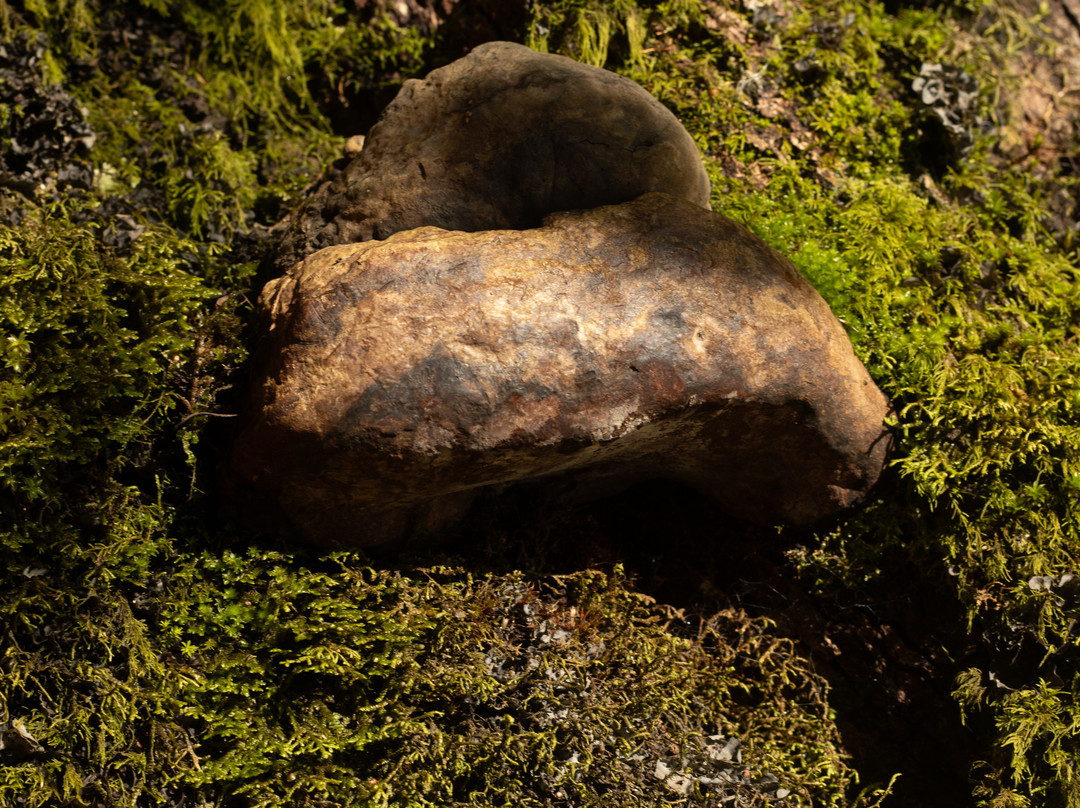 Parque Urbano El Bosque-瓦尔迪维亚必去景点