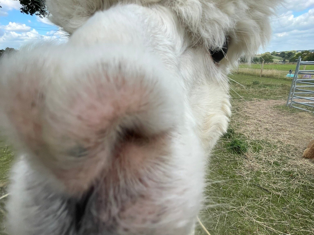 Ambling Alpacas-Meriden必去景点