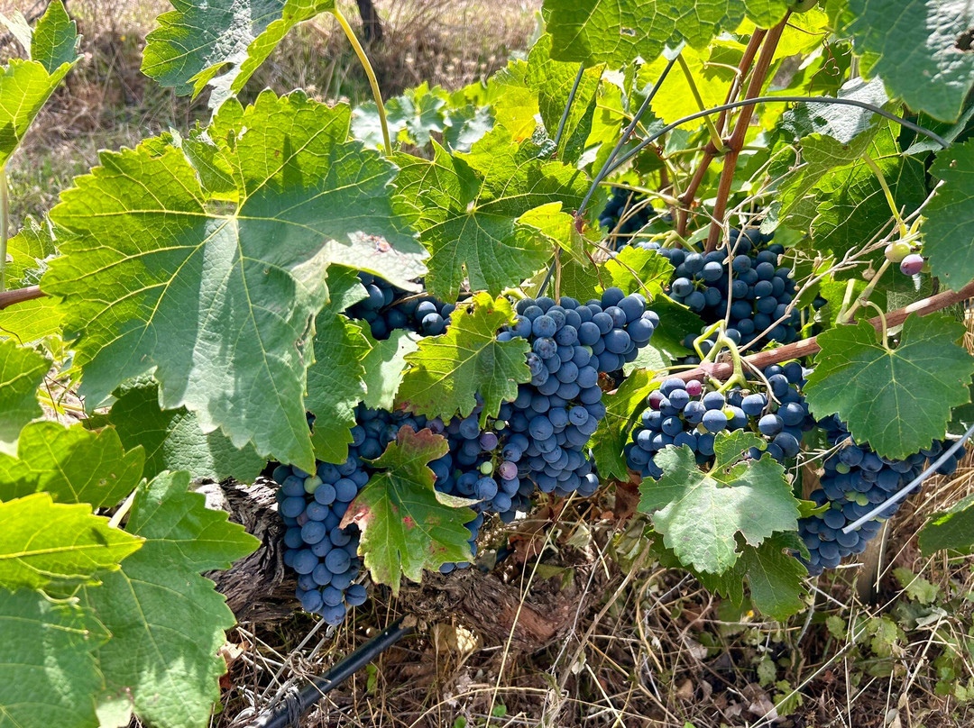 Bodegas Finca Rio Negro景点图片
