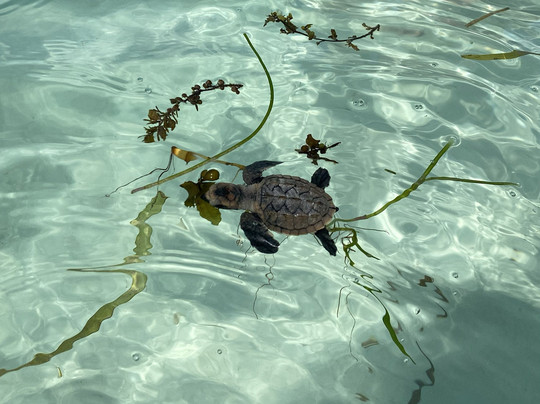 Blue Horizon Charter-伊甸岛必去景点